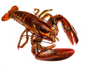 Overnight Maine Lobster Lobster