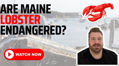 Are Maine Lobster's Endangered? Truth Revealed!