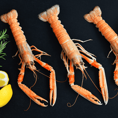 Premium Irish Langoustines (Norway Lobsters) 9-14/lb