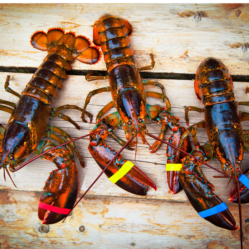 The Lobster Platter Lobster Roll Salad + FreshLobsters + Fresh Picked Maine Lobster Meat