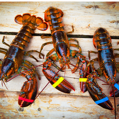 Fresh Maine Lobsters (2 lb lobsters)