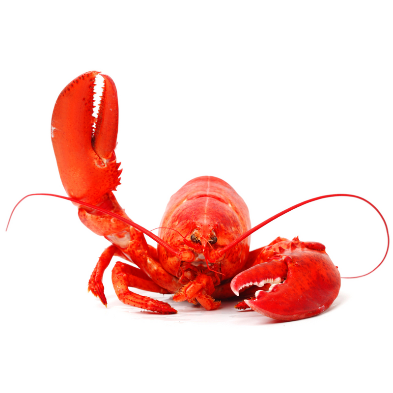 Lobster One Pound (1.0-1.30lbs each)